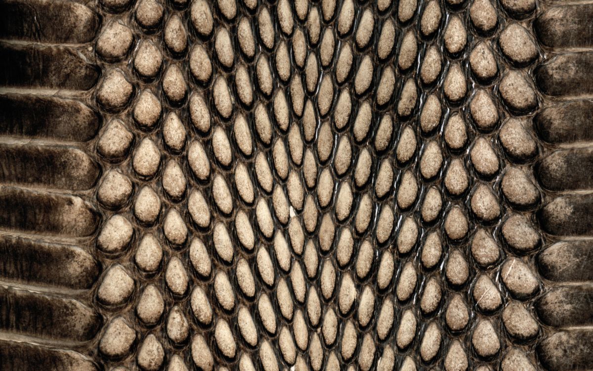 蛇, 爬行动物, 黑色和白色的 壁纸 2560x1600 允许