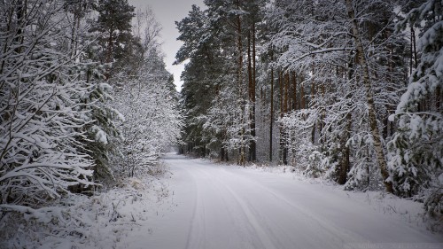 Image forest, plant, snow, natural landscape, twig