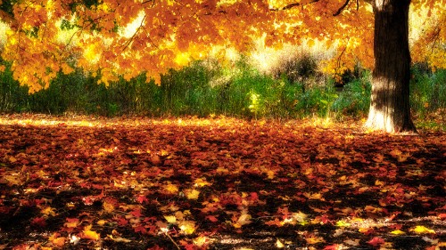 Image brown leaves on ground during daytime