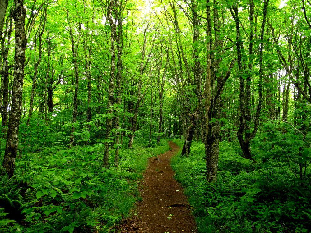 Brauner Feldweg Inmitten Grüner Bäume. Wallpaper in 3072x2304 Resolution