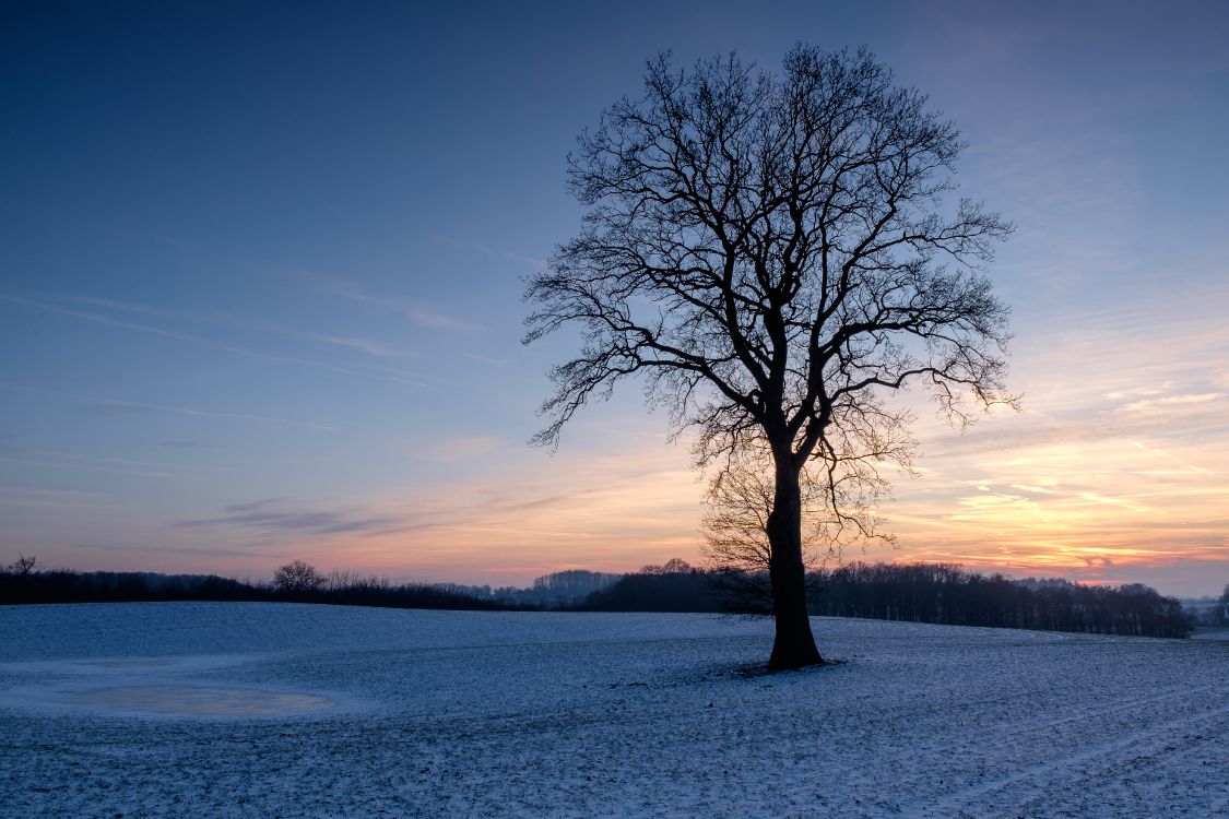 Branch, Naturlandschaft, Atmosphäre, Winter, Horizont. Wallpaper in 4896x3264 Resolution