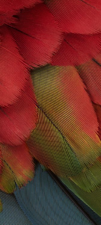 Píxel 7, Píxel 7 Un, Android, Google. Wallpaper in 1080x2400 Resolution