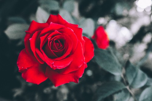 Image red rose in bloom in close up photography