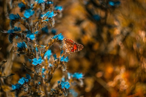 Image brown butterfly perched on blue flower in close up photography during daytime