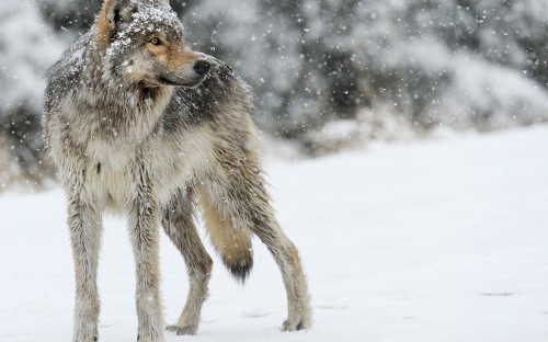 Image brown wolf walking on snow covered ground during daytime