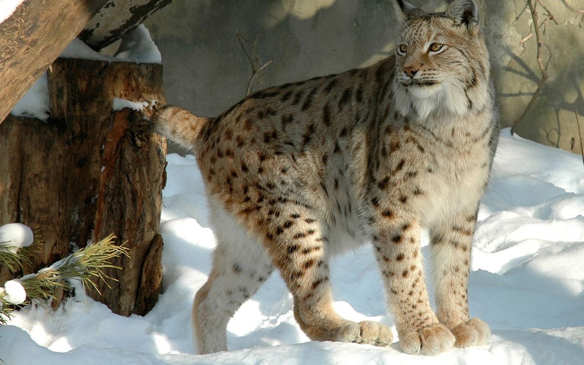 brown and black leopard on white snow