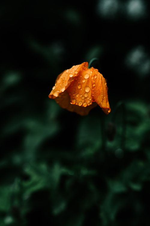 Orangefarbene Blume in Tilt-Shift-Linse. Wallpaper in 5304x7952 Resolution