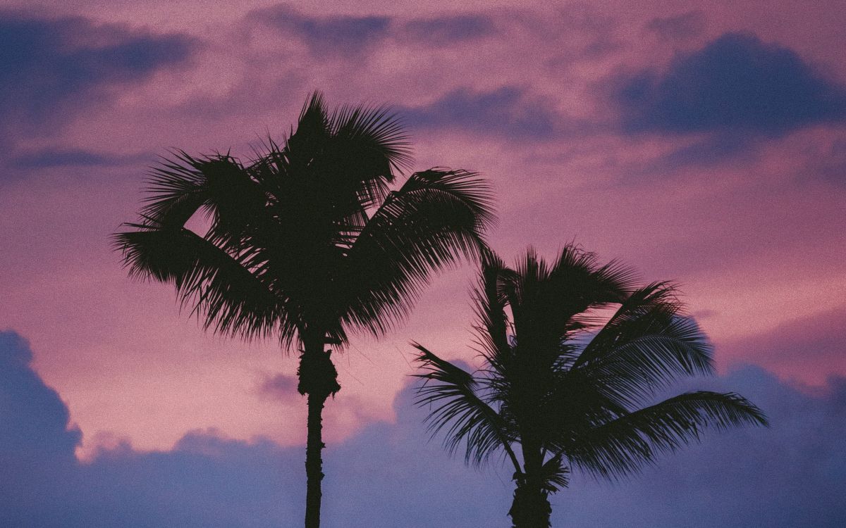Palme Unter Bewölktem Himmel Tagsüber. Wallpaper in 2560x1600 Resolution