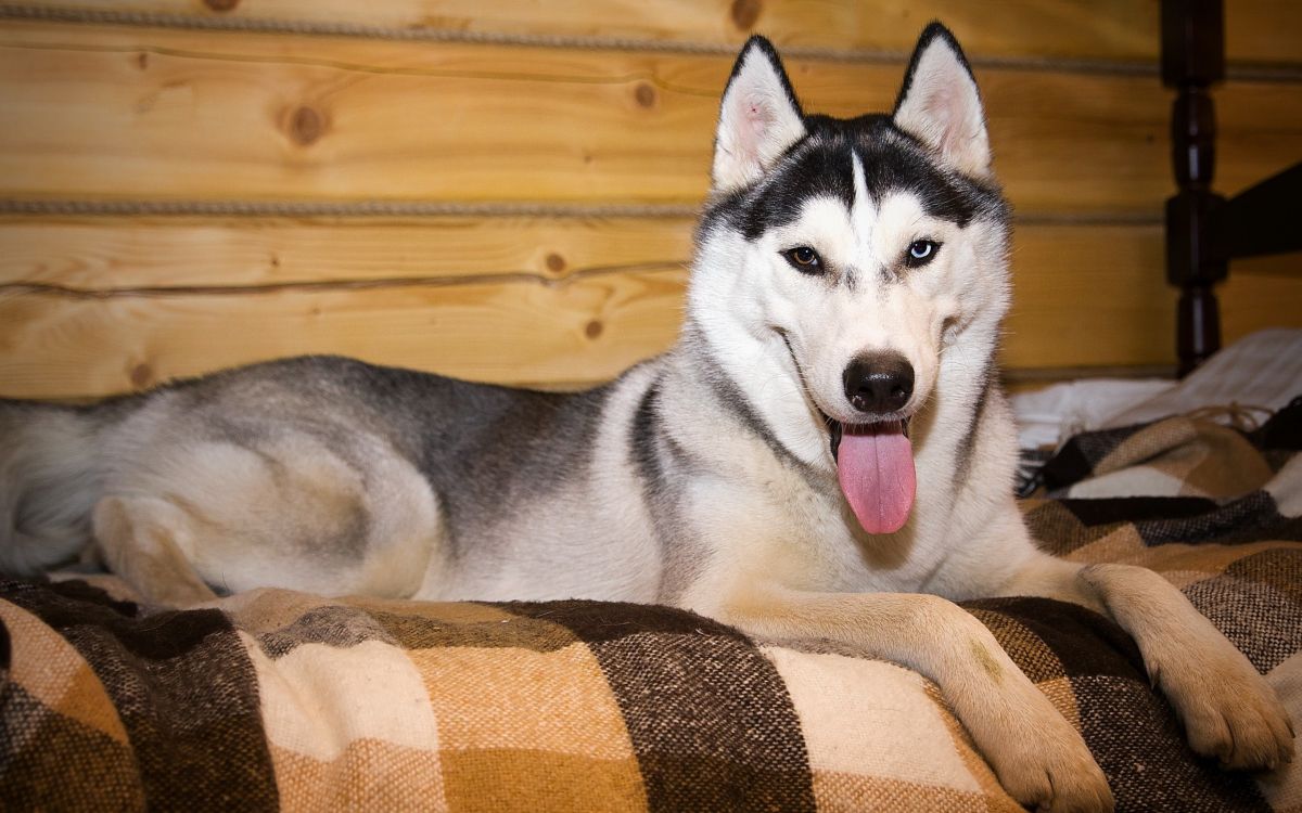 black and white siberian husky lying on brown and beige textile