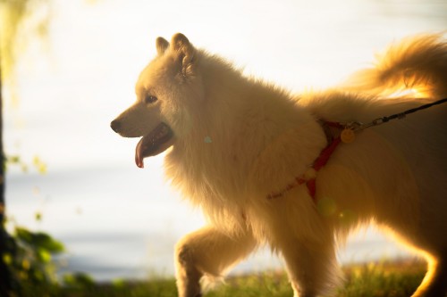 冰岛牧羊犬壁纸,冰岛牧羊犬高清图片, 免费下载图片