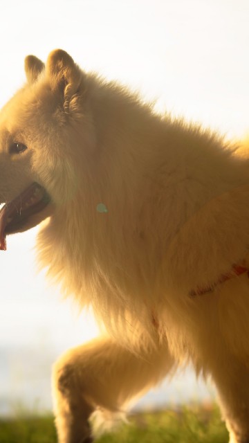 Image white long coat dog with red leash on green grass field during daytime
