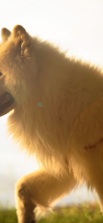 Image white long coat dog with red leash on green grass field during daytime