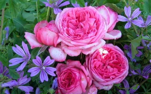 Image pink roses in bloom during daytime