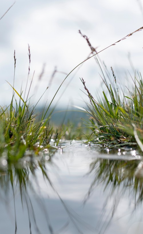 Image water, nature, grass, reflection, natural landscape