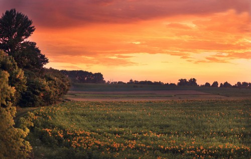 Image green grass field during sunset