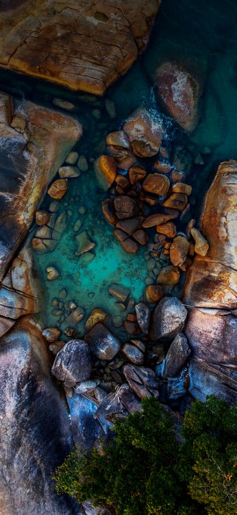 木, 人体内的水, 水道, 形成, 艺术 壁纸 1420x3073 允许
