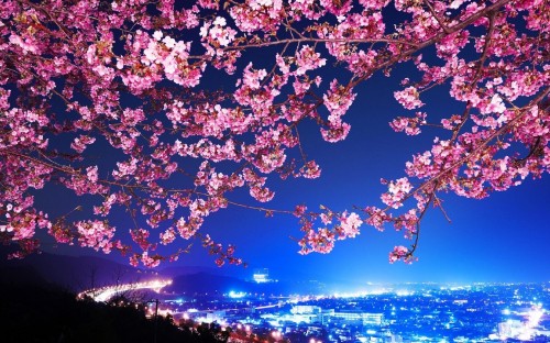 Image pink cherry blossom tree during night time