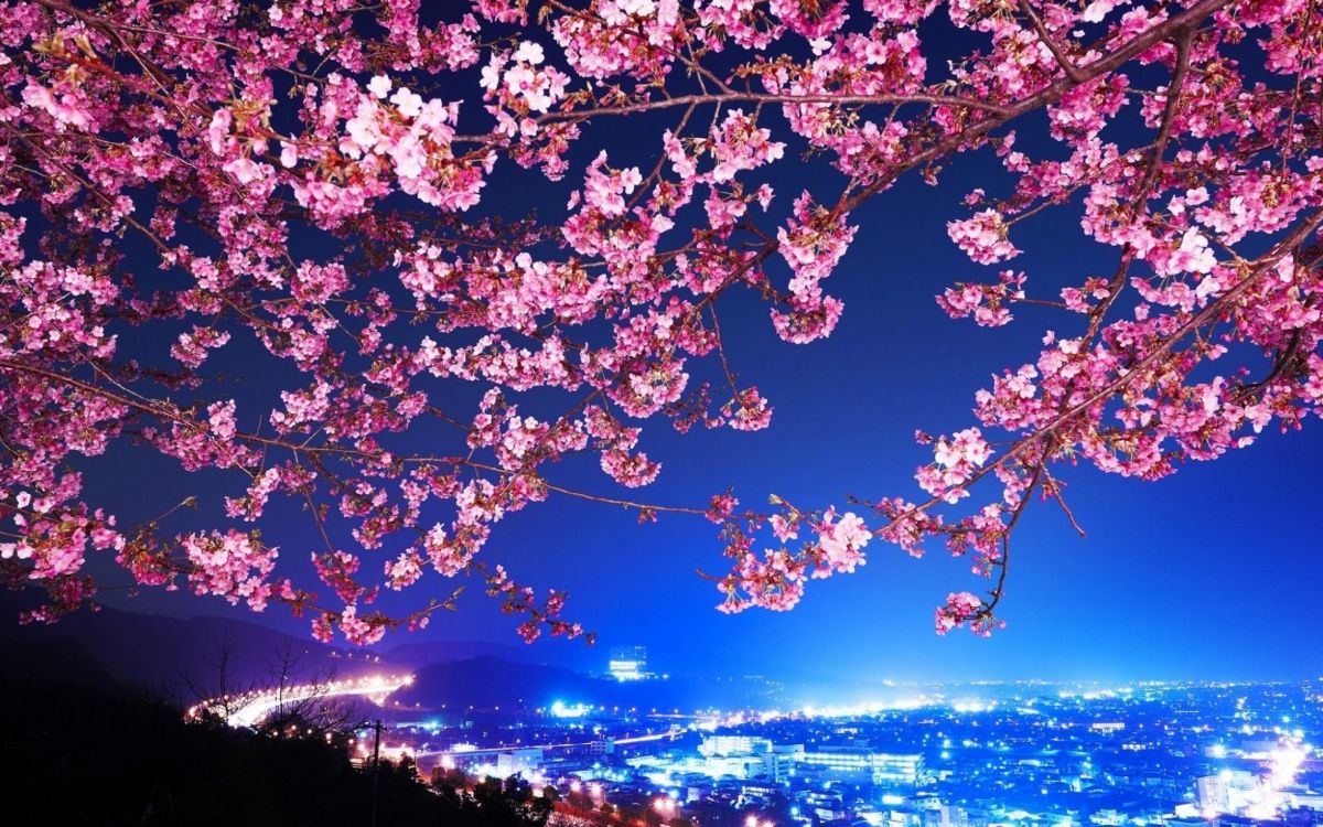 Arbre de Fleurs de Cerisier Rose Pendant la Nuit. Wallpaper in 2880x1800 Resolution