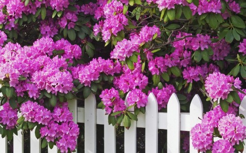 Image purple flowers on white wooden fence