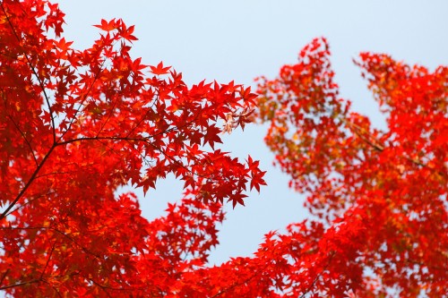 Image red, tree, leaf, plant, woody plant