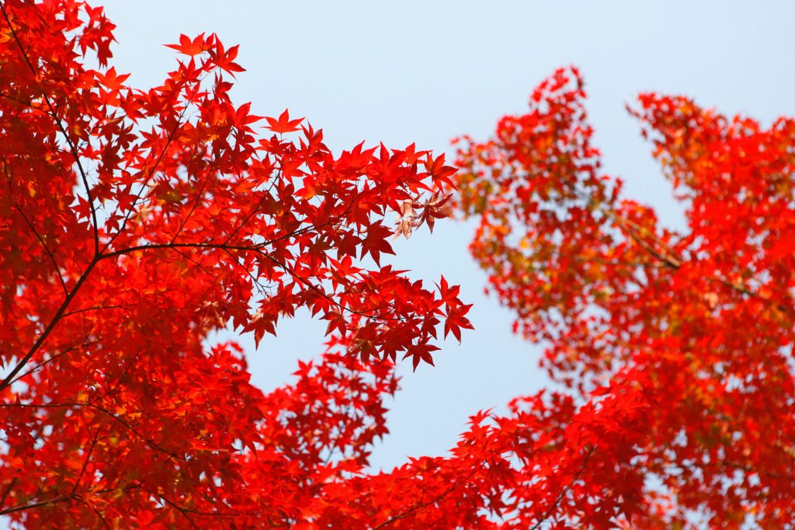 红色的, 木本植物, 枫, 棕色, 天空 壁纸 2784x1856 允许