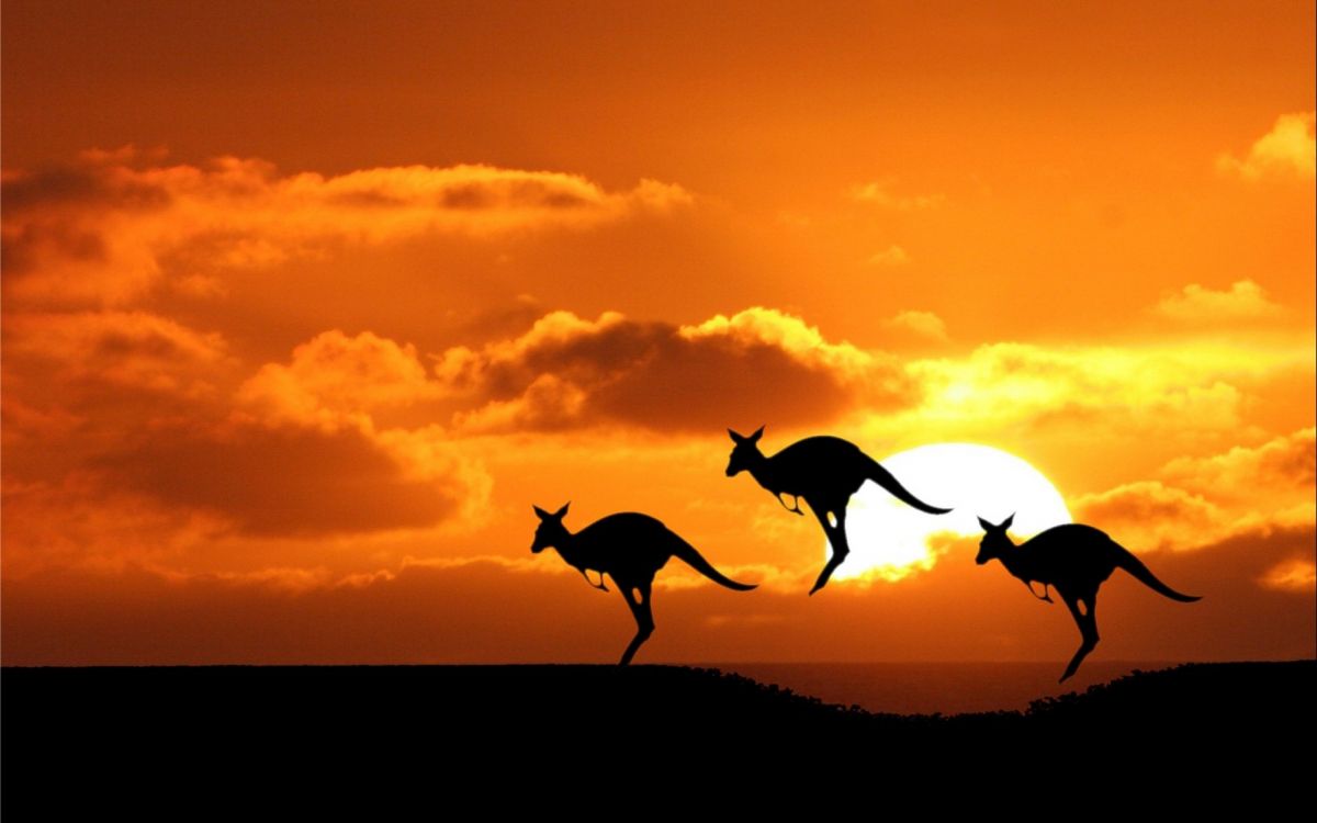 野生动物, 剪影, 日落, 日出, 悉尼 壁纸 2560x1600 允许