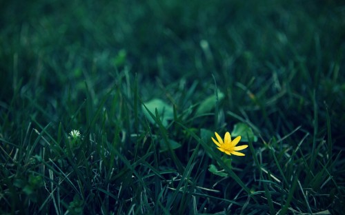 Image yellow flower on green grass