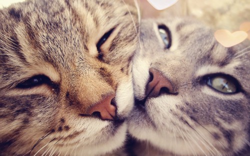 Image silver tabby cat with orange eyes