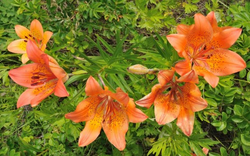 Image orange flower with green leaves