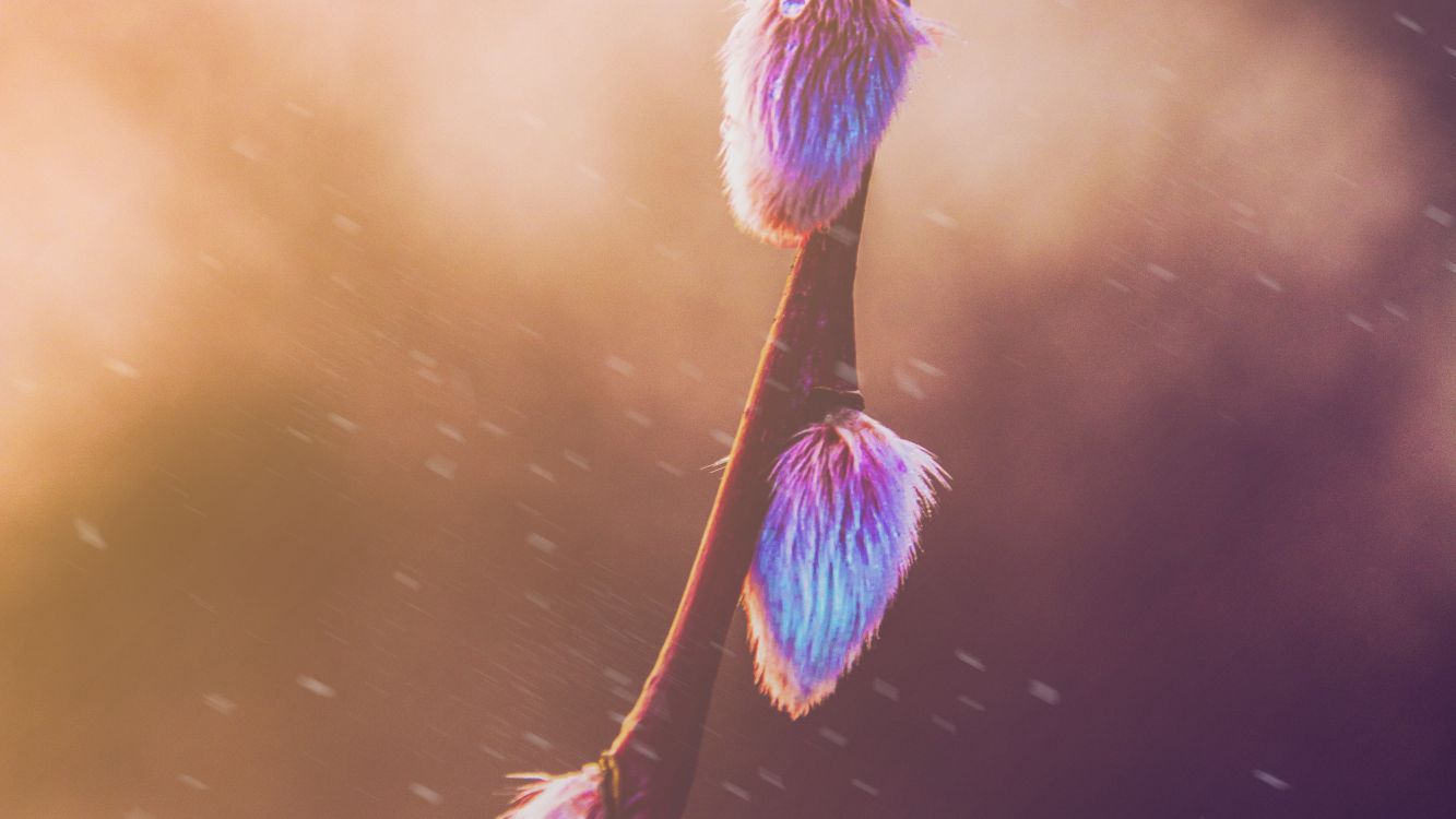 粉红色, 紫罗兰色, 紫色的, 光, 天空 壁纸 4000x2250 允许