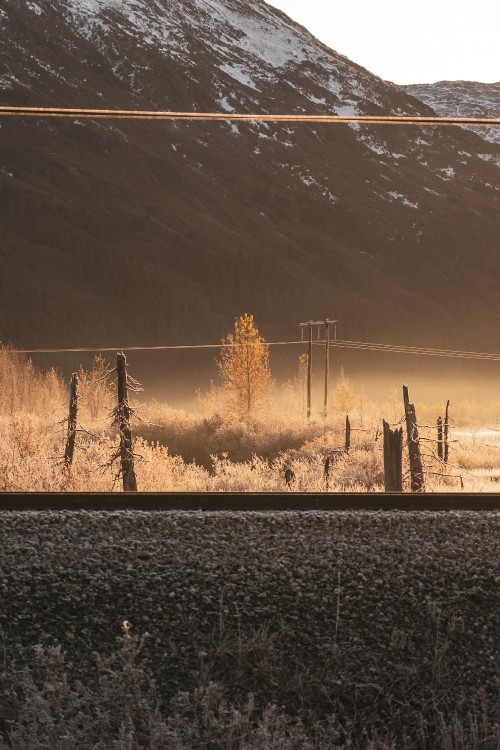 Image morning, atmosphere, sunlight, tree, evening