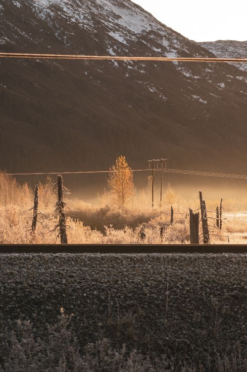 morning, atmosphere, sunlight, tree, evening