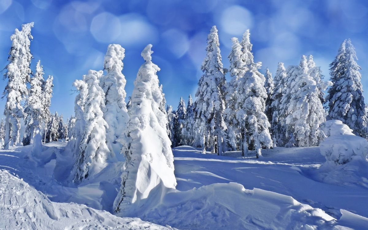 snow covered trees under blue sky during daytime