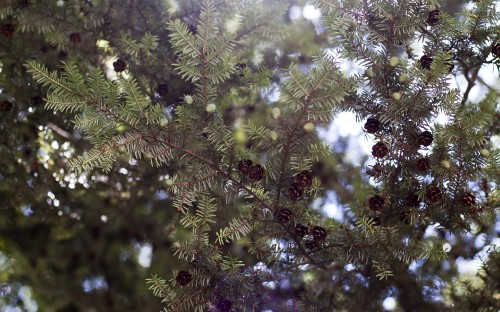 Image green and brown leaf tree