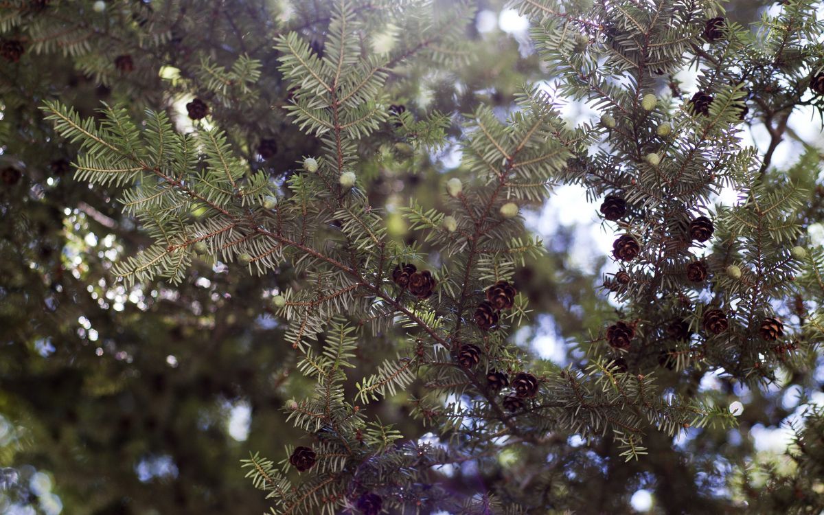 green and brown leaf tree