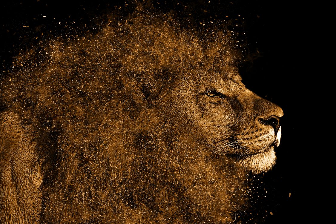 Brown Lion With Black Background. Wallpaper in 3888x2592 Resolution