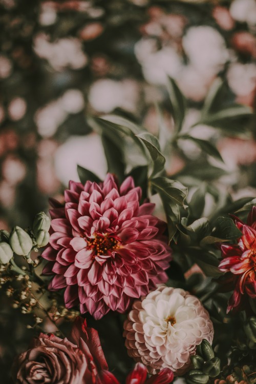 Image pink and white flower in tilt shift lens