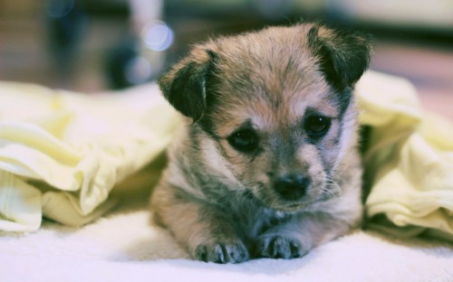 Image brown and black short coated puppy on white textile