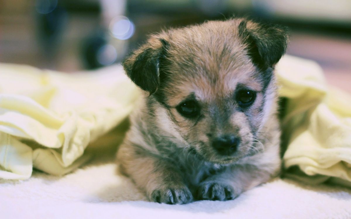 brown and black short coated puppy on white textile