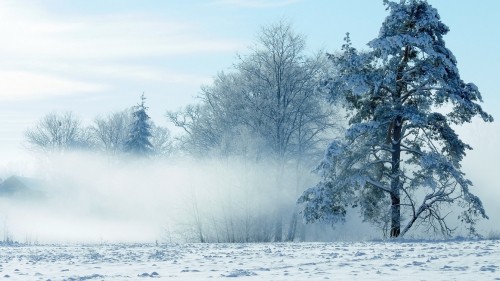 Image snow covered trees during daytime