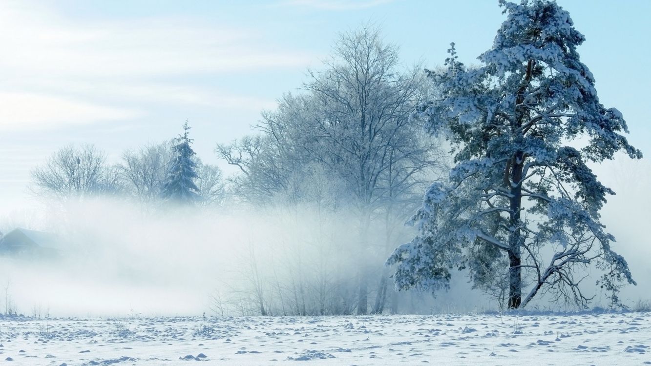 Schneebedeckte Bäume Tagsüber. Wallpaper in 3840x2160 Resolution