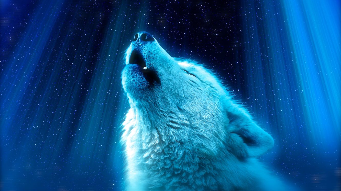 wolf, polar bear, Carnivore, azure, blue