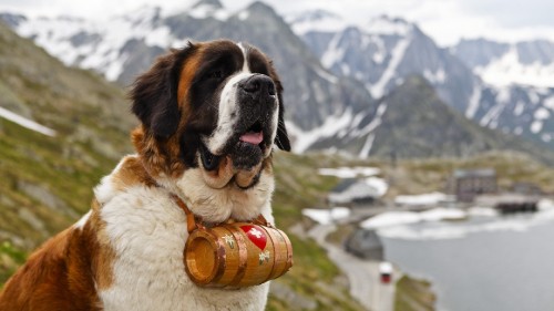 Image brown and white saint bernard dog on green grass field during daytime