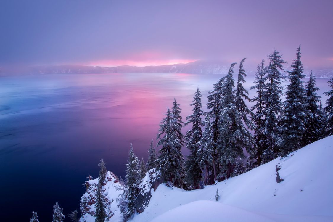 snow covered pine trees near body of water during daytime