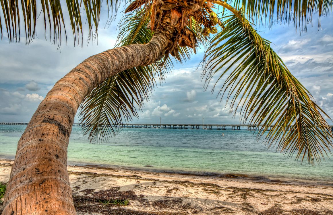Palmera Cerca Del Cuerpo de Agua Durante el Día.. Wallpaper in 2880x1862 Resolution