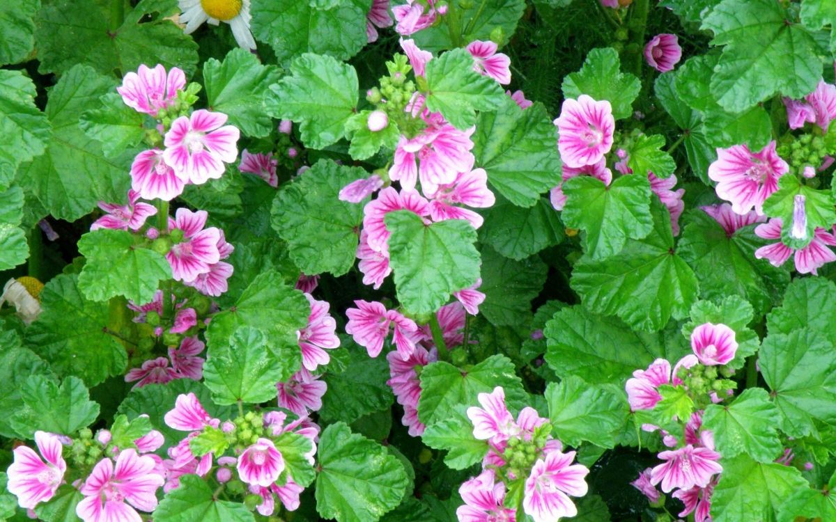 Rosa Und Gelbe Blüten Mit Grünen Blättern. Wallpaper in 1920x1200 Resolution