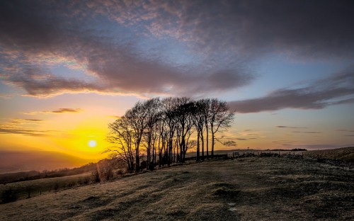 Image leafless trees on green grass field under cloudy sky during sunset