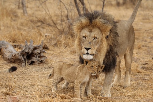 Image lion and lioness on brown grass field during daytime