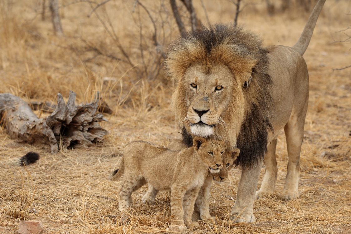 lion and lioness on brown grass field during daytime