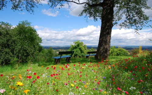 Image brown wooden bench under green tree during daytime